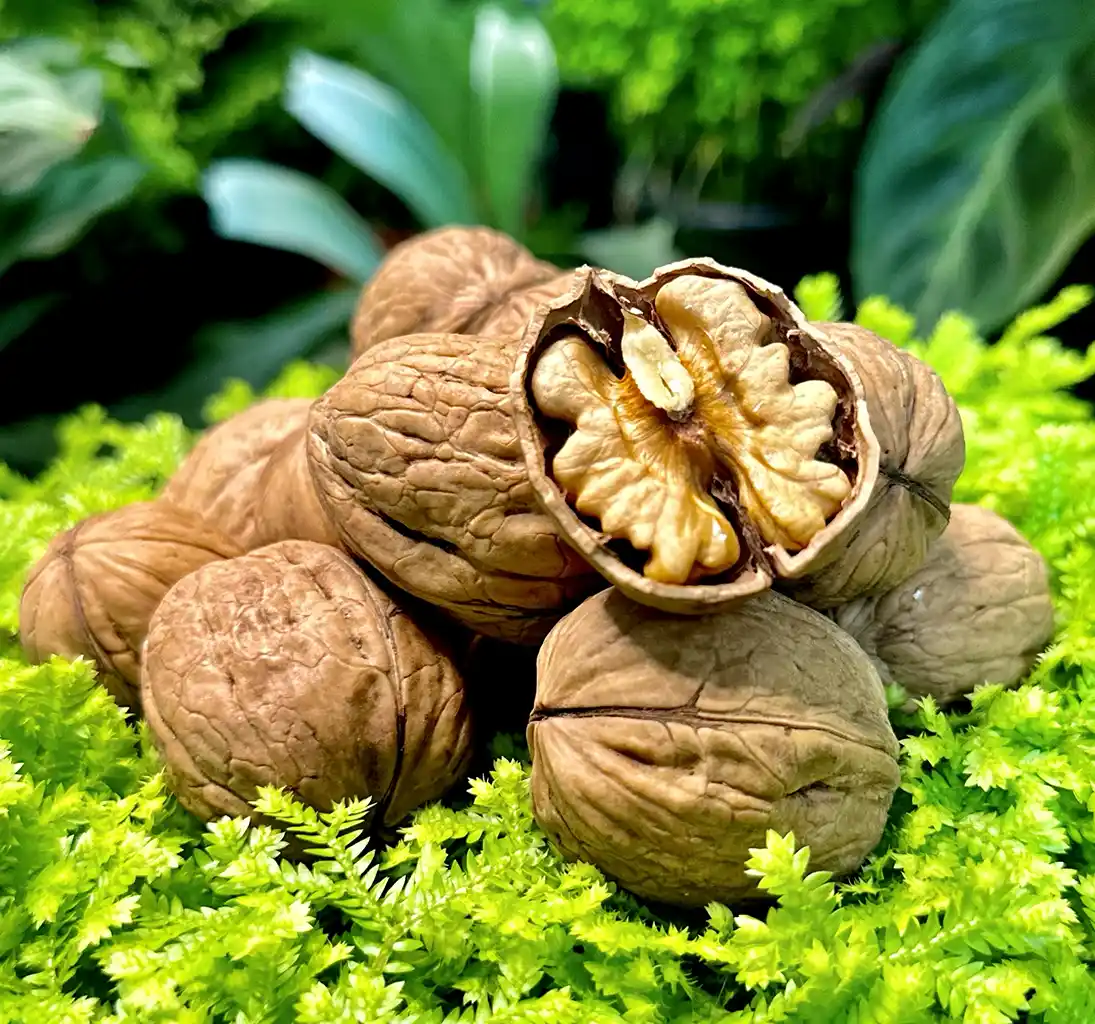 Ivarto Walnut