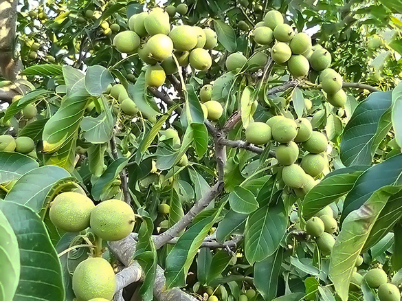 Chandler Walnut
